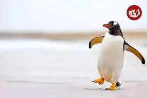 ببینید| تلاش لحظه آخری پنگوئن برای رسیدن به خانواده‌اش در قطب جنوب