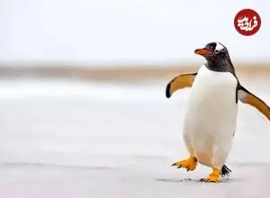 ببینید| تلاش لحظه آخری پنگوئن برای رسیدن به خانواده‌اش در قطب جنوب