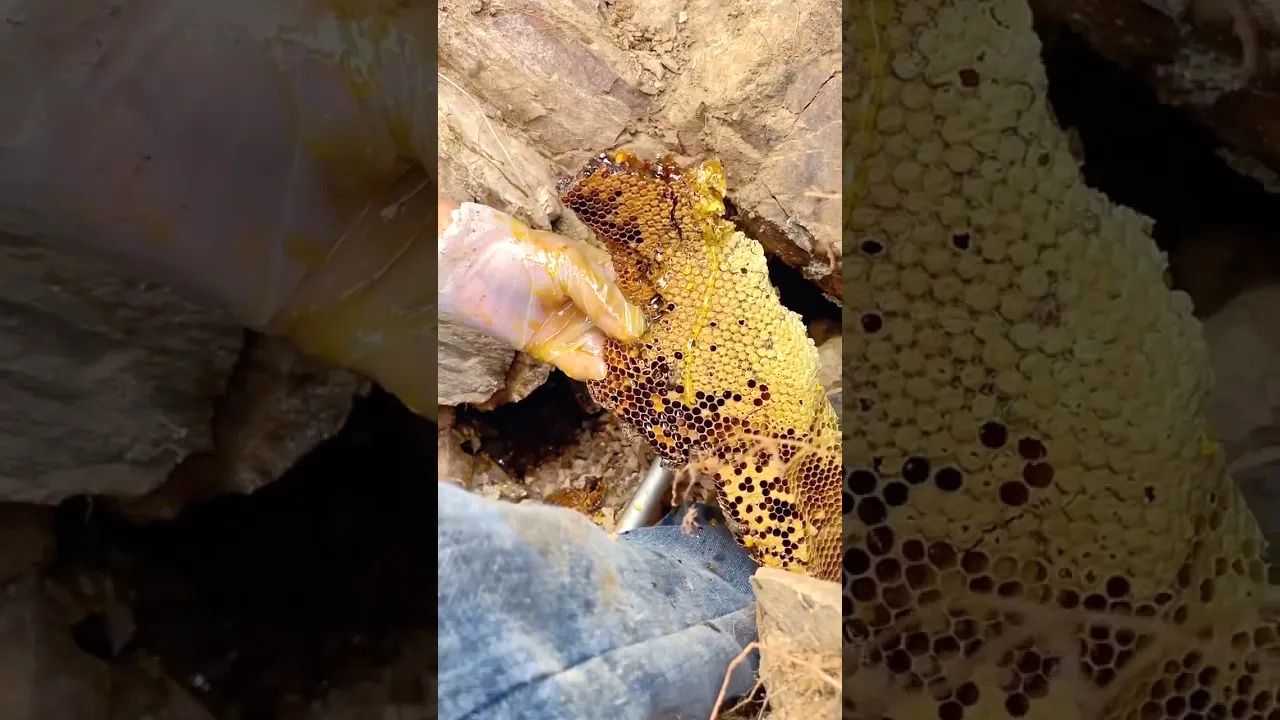 (ویدئو) برداشت عسل وحشی 15 کیلوگرمی توسط شکارچی اندونزیایی