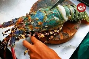 ببینید| غذای خیابانی در تایلند؛ کباب لابستر رنگین کمانی در بانکوک