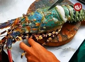 ببینید| غذای خیابانی در تایلند؛ کباب لابستر رنگین کمانی در بانکوک