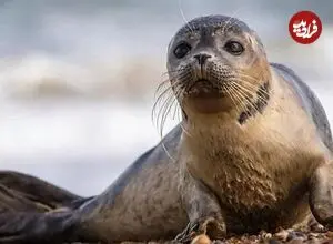 کشف ۶۲ لاشه فوک خزری در سواحل گیلان و مازندران