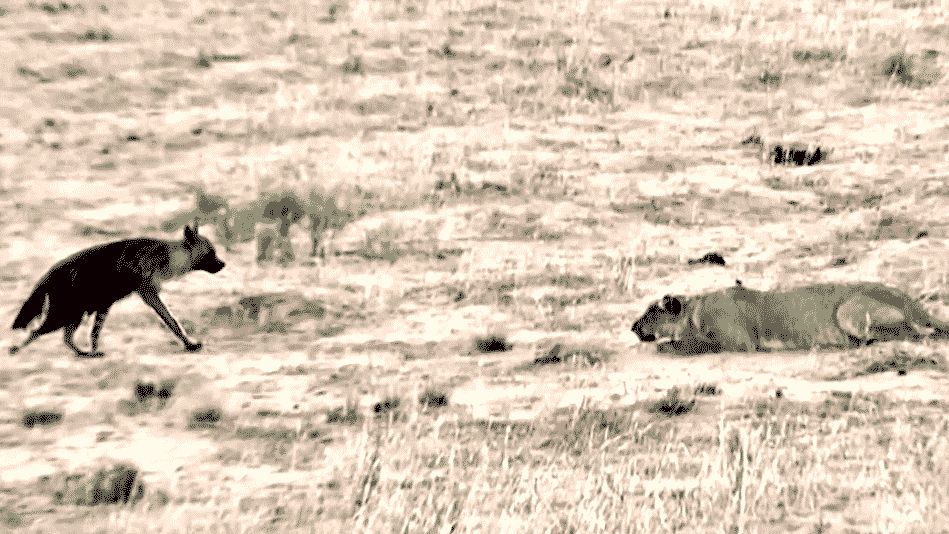 (ویدئو) کفتار حواس پرت متوجه حضور شیرها نشد و تا یک قدمی آن ها پیش رفت!