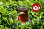 محققان چینی: چای برای سلامتی مفید است، اما نحوه نوشیدن آن اهمیت زیادی دارد