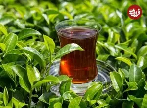 محققان چینی: چای برای سلامتی مفید است، اما نحوه نوشیدن آن اهمیت زیادی دارد