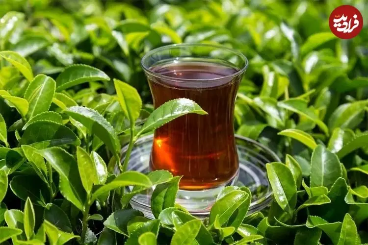 محققان چینی: چای برای سلامتی مفید است، اما نحوه نوشیدن آن اهمیت زیادی دارد