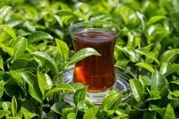 محققان چینی: چای برای سلامتی مفید است، اما نحوه نوشیدن آن اهمیت زیادی دارد