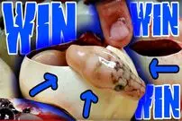 (ویدئو) مزرعه پرورش مار پیتون؛ لحظه خارج کردن توله مارهای کمیاب از تخم