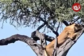 ببینید| درگیری شیر ماده با پلنگ روی درخت بر سر لاشه ایمپالا