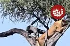 ببینید| درگیری شیر ماده با پلنگ روی درخت بر سر لاشه ایمپالا