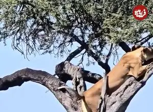 ببینید| درگیری شیر ماده با پلنگ روی درخت بر سر لاشه ایمپالا