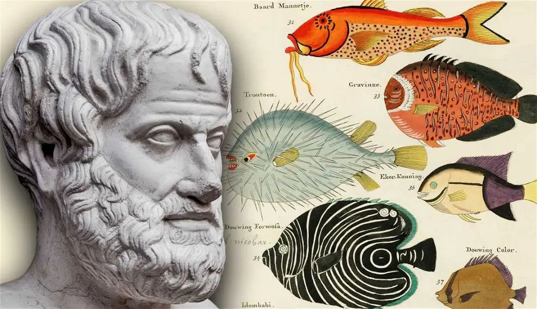 چهرۀ ناشناختۀ ارسطو؛  فیلسوفی که دربارۀ «هشت‌پاها» می‌نوشت