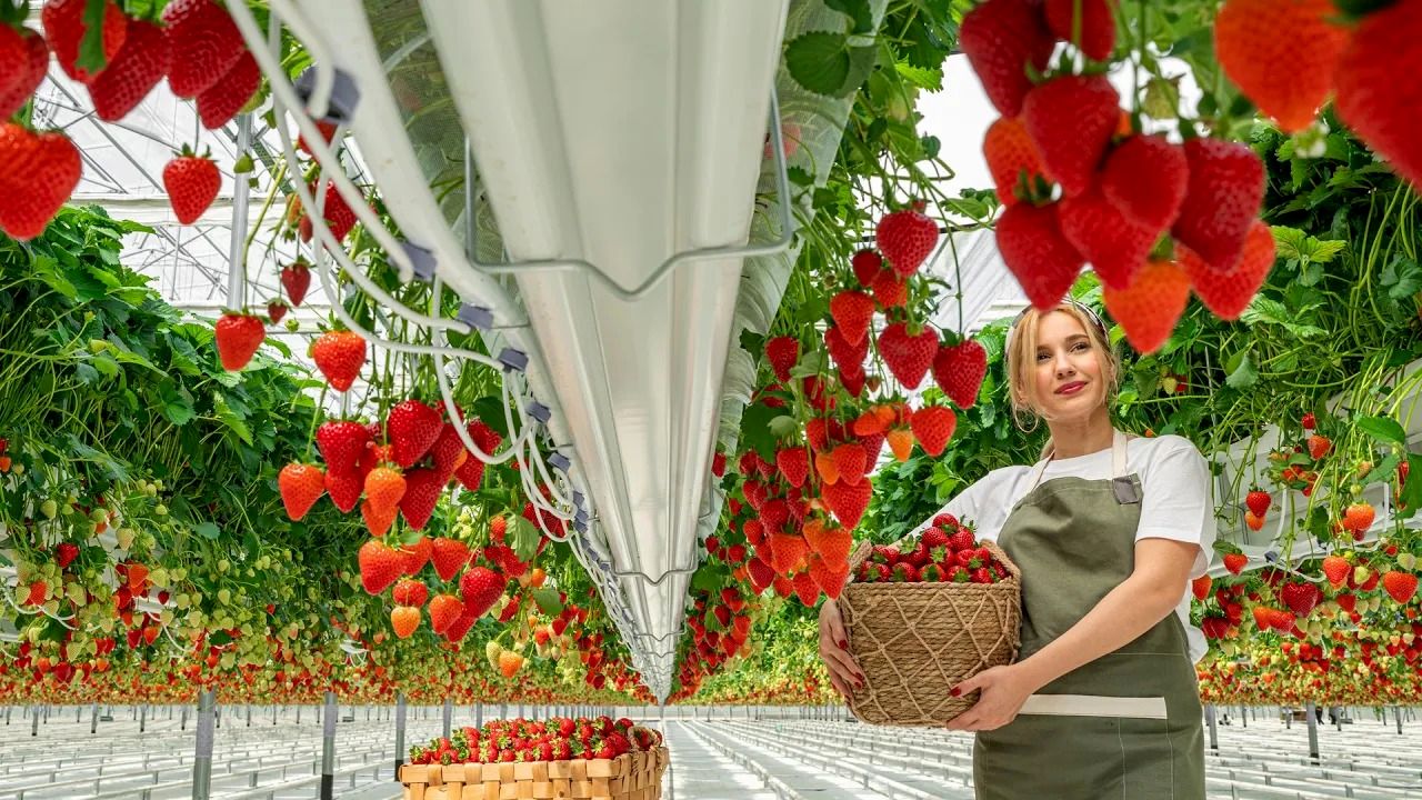 (ویدئو) فرآیند ساخت یک گلخانه بزرگ؛ نحوه کشت و برداشت صدها تن «توت فرنگی»
