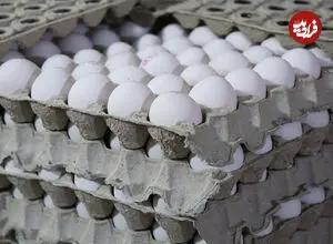 قیمت جدید تخم مرغ اعلام شد؛ هر شانه ۲ کیلویی چند؟