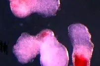 دانشمندان خون انسان را در آزمایشگاه ساختند