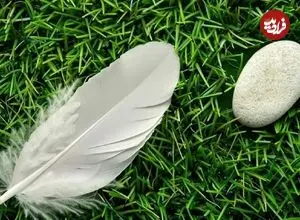 شگفتی های آفرینش؛ وقتی اندازه و کارایی تناسبی پیچیده تشکیل می دهند! + اینفوگرافیک