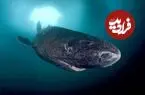 عکس| کوسه‌ای که برای تولیدمثل ۱۵۰ سال صبر می‌کند