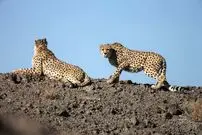 ببینید| ثبت تصاویری ناب از حضور دو قلاده پلنگ در منطقه حفاظت‌شده البرز جنوبی