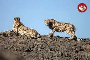 ببینید| ثبت تصاویری ناب از حضور دو قلاده پلنگ در منطقه حفاظت‌شده البرز جنوبی