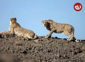 ببینید| ثبت تصاویری ناب از حضور دو قلاده پلنگ در منطقه حفاظت‌شده البرز جنوبی