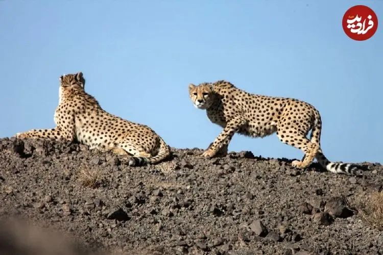 ببینید| ثبت تصاویری ناب از حضور دو قلاده پلنگ در منطقه حفاظت‌شده البرز جنوبی
