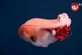 عکس| هیولای ژله‌ای اعماق دریا پیدا شد