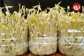 چگونه «جوانۀ حبوبات» را در بطری‌های پلاستیکی پرورش دهیم؟