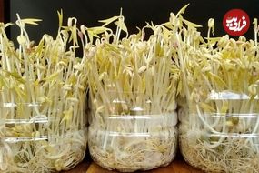 چگونه «جوانۀ حبوبات» را در بطری‌های پلاستیکی پرورش دهیم؟