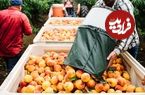 ببینید؛ چگونه آمریکایی ها هزاران تن هلو را برداشت و فؤاوری می کنند؟