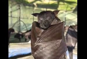 (ویدیو) این خفاش برعکس هم نوعانش به جای شبها، در روشنایی روز می خوابد