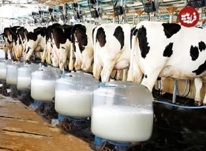 (ویدئو) نحوه کار کردن مدرن ترین گاوداری پرورش و شیردوشی «گاو» در اروپا 