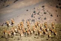 (ویدئو) زیبایی‌های حیات وحش در پارک ملی گلستان