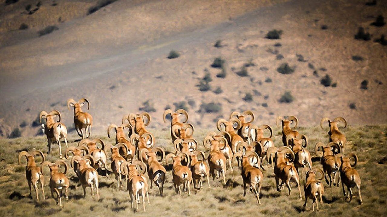 (ویدئو) زیبایی‌های حیات وحش در پارک ملی گلستان