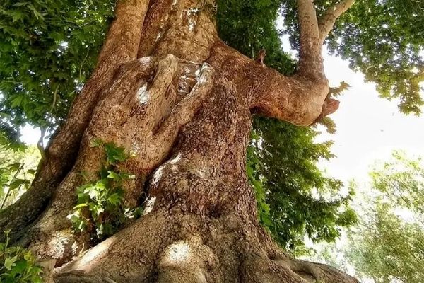 درخت شیرین و فرهاد ۶۰۲ ساله شد