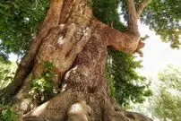 درخت شیرین و فرهاد ۶۰۲ ساله شد