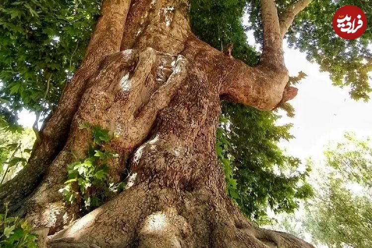 درخت شیرین و فرهاد ۶۰۲ ساله شد