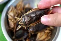 ببییند| غذای خیابانی در تایلند؛ پخت کوفته نودل با گوشت ماهی سرسوسماری و حشرات آبی در بانکوک