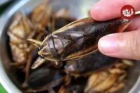 ببییند| غذای خیابانی در تایلند؛ پخت کوفته نودل با گوشت ماهی سرسوسماری و حشرات آبی در بانکوک