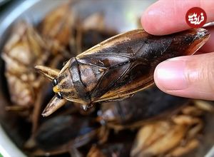 ببییند| غذای خیابانی در تایلند؛ پخت کوفته نودل با گوشت ماهی سرسوسماری و حشرات آبی در بانکوک