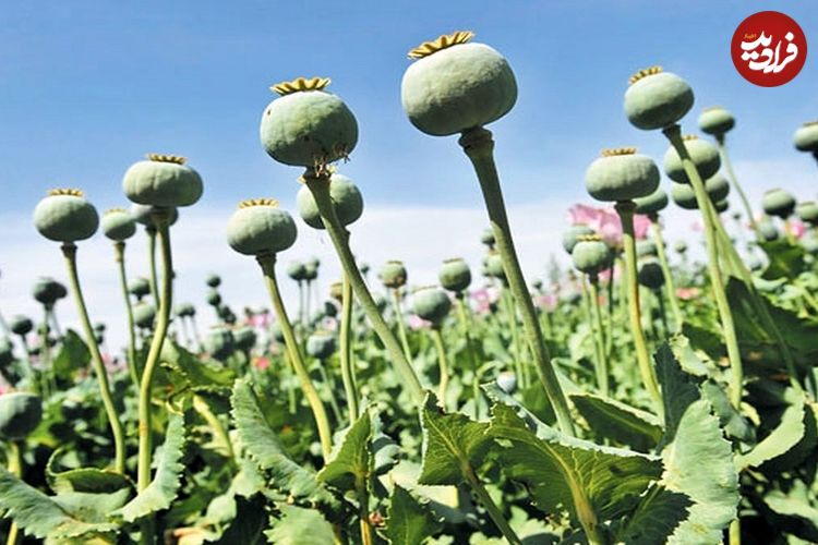 قوانین کشت خشخاش در کشور تغییر می‌کند؟