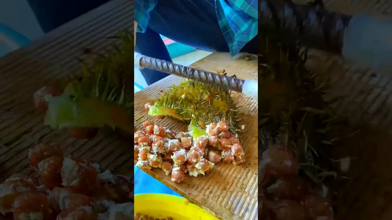 (ویدئو) برداشت جالب و دیدنی میوه خاردار نیلوفر آبی در شرق آسیا