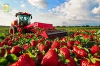 ببینید| چگونه کشاورزان در کشورهای توسعه یافته صدها تن توت فرنگی پرورش می دهند؟