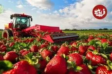 ببینید| چگونه کشاورزان در کشورهای توسعه یافته صدها تن توت فرنگی پرورش می دهند؟