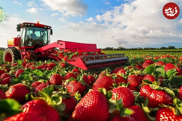ببینید| چگونه کشاورزان در کشورهای توسعه یافته صدها تن توت فرنگی پرورش می دهند؟