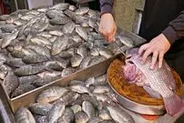 ببینید| غذای خیابانی در تایوان؛ برش زدن و پخت غذاهای متنوع با تیلاپیا در تایپه