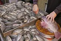 ببینید| غذای خیابانی در تایوان؛ برش زدن و پخت غذاهای متنوع با تیلاپیا در تایپه