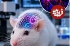 این موش‌ها بخش عمده مغزشان از سلول‌های انسانی ساخته شده است