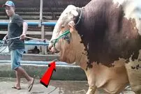 (ویدئو) غول پیکرترین گاو نر جهان با 1350 کیلوگرم وزن