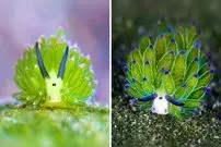 ببینید| گوسفند دریایی؛ یکی از عجیب ترین موجودات کره زمین