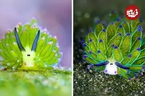 ببینید| گوسفند دریایی؛ یکی از عجیب ترین موجودات کره زمین